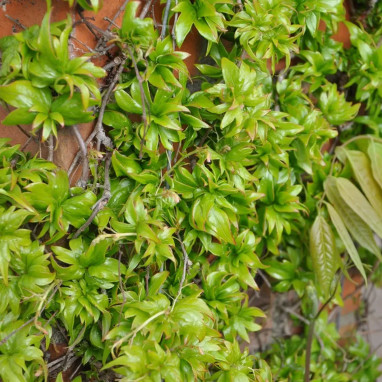 Vigne vierge tricuspidata 'Lowii' - Parthenocissus | Achat producteur