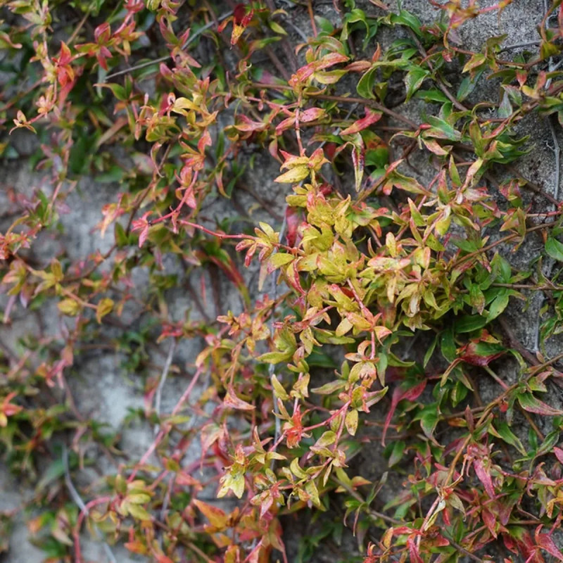Vigne vierge tricuspidata 'Lowii' - Parthenocissus | Achat producteur