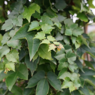 Vigne vierge 'Minutifolia' - Parthenocissus | Achat direct au producteur
