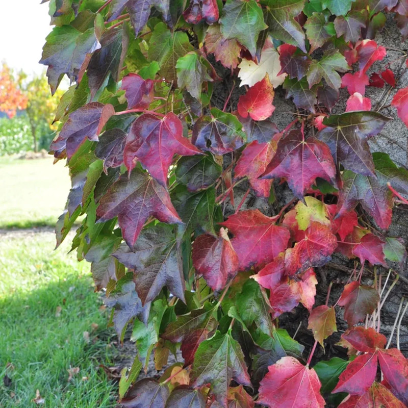 Vigne vierge 'Minutifolia' - Parthenocissus | Achat direct au producteur