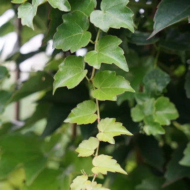 Vigne vierge tricuspidata 'Veitchii Robusta' | Achat producteur