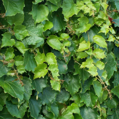 Vigne vierge 'Veitchii' - Parthenocissus | Achat direct au producteur