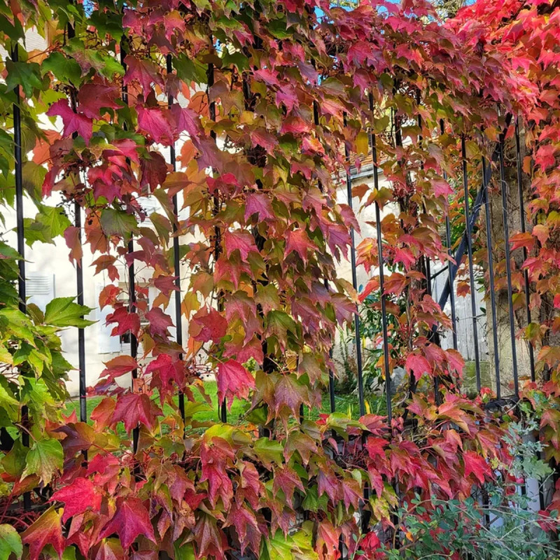 Vigne vierge 'Veitchii' - Parthenocissus | Achat direct au producteur