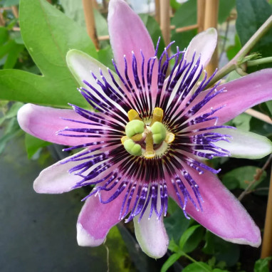 Passiflore 'Perfume Passion' PBR - Passiflora | Achat producteur