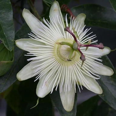 Passiflore 'Constance Elliot' - Passiflora | Achat direct au producteur