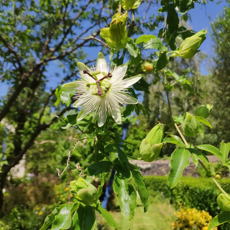 Passiflore 'Constance Elliot' - Passiflora | Achat direct au producteur