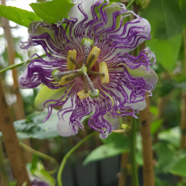 Passiflore 'Eia Popeia'® - Passiflora | Achat direct au producteur