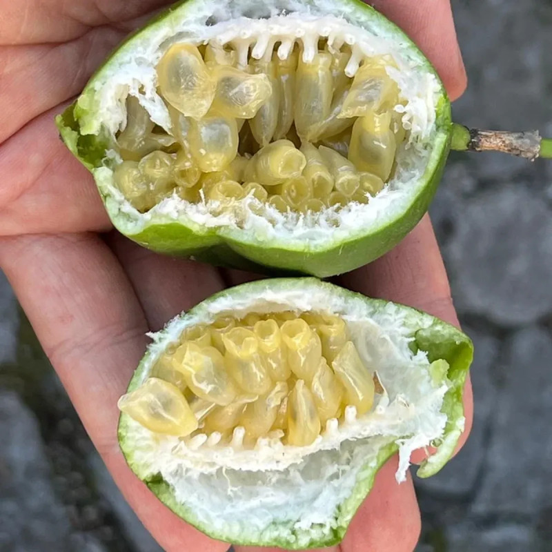 Passiflore 'Eia Popeia'® - Passiflora | Achat direct au producteur