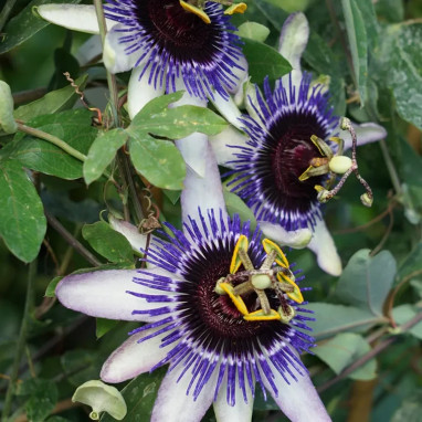 Passiflore 'Damsel's Delight' - Passiflora | Achat direct au producteur