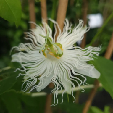 Passiflora 'Snow Star' ® - Passiflora | Achat direct au producteur