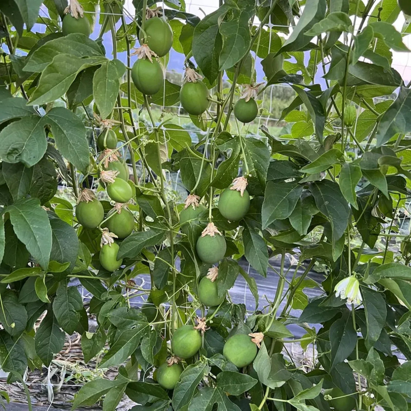 Passiflora 'Snow Star' ® - Passiflora | Achat direct au producteur