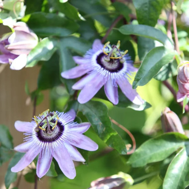 Passiflore 'Lady Betty Miles Young' - Passiflora | Achat producteur