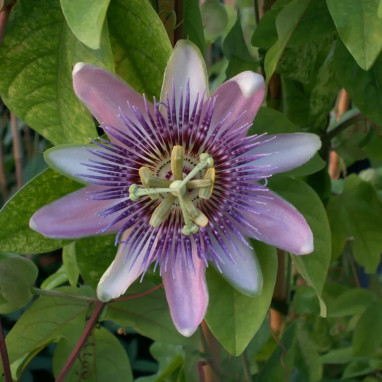 Passiflore 'Impératrice Eugénie' - Passiflora | Achat producteur