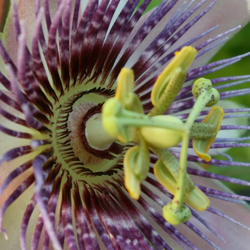 Passiflore 'Impératrice Eugénie' - Passiflora | Achat producteur