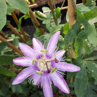 Passiflore 'Purple Passion' PBR - Passiflora | Achat direct au producteur