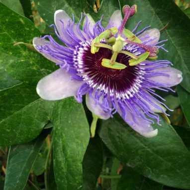 Passiflore 'Purple Haze' - Passiflora | Achat direct au producteur