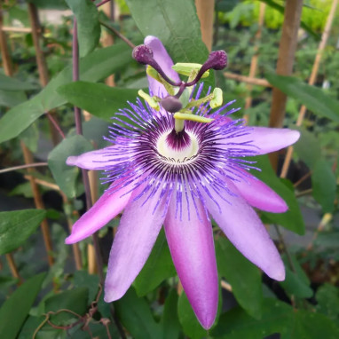 Passiflore 'Amethyst' - Passiflora | Achat direct au producteur