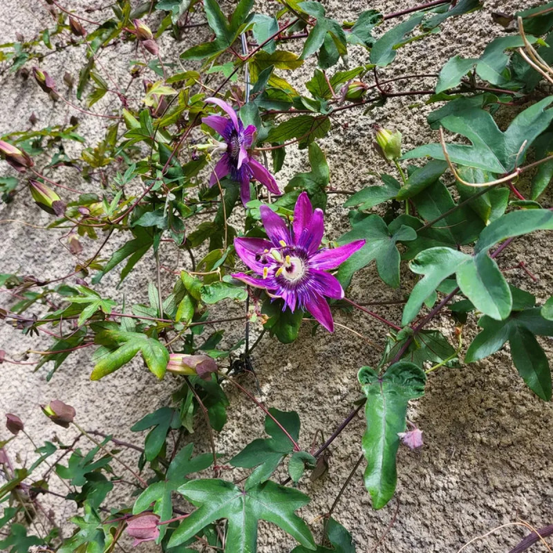 Passiflore 'Amethyst' - Passiflora | Achat direct au producteur