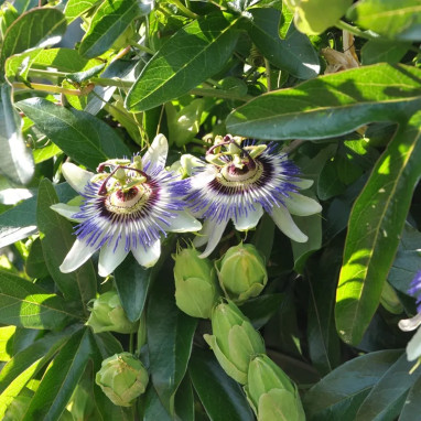 Passiflore caerulea - Passiflora | Achat direct au producteur