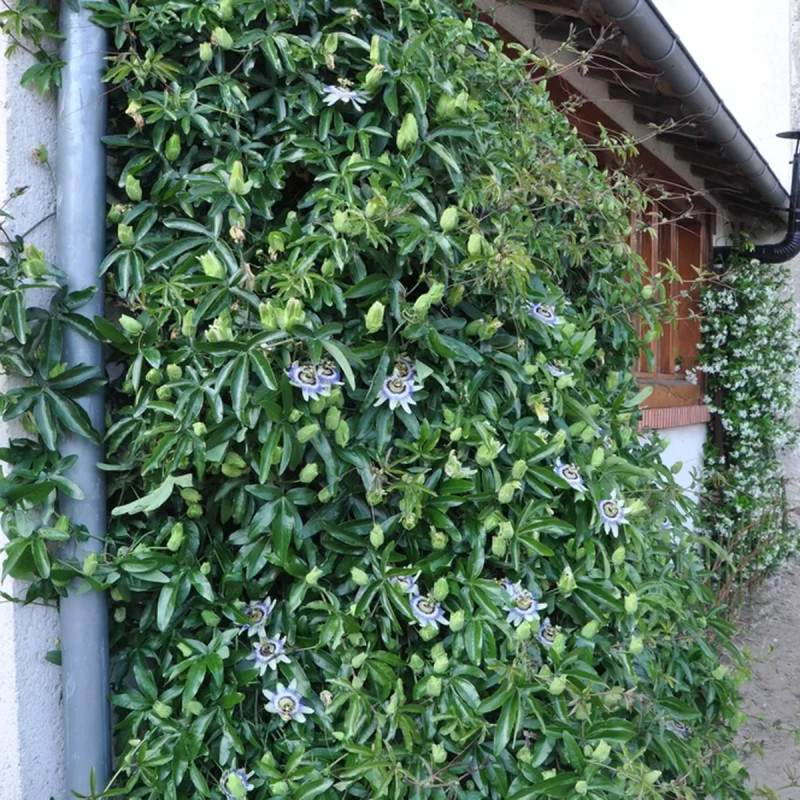 Passiflore caerulea - Passiflora | Achat direct au producteur