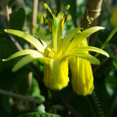 Passiflore 'Citrina' - Passiflora | Achat direct au producteur