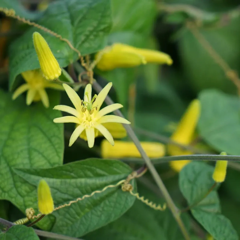 Passiflore 'Citrina' - Passiflora | Achat direct au producteur