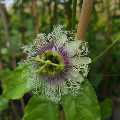 Passiflore 'Edulis' - Passiflora | Achat direct au producteur