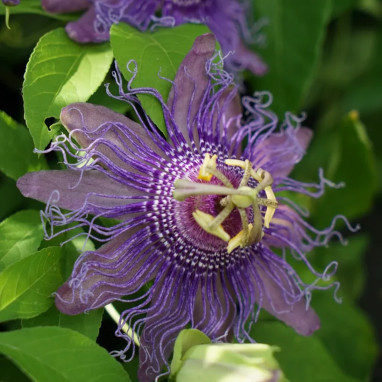 Passiflore 'Incense' - Passiflora | Achat direct au producteur