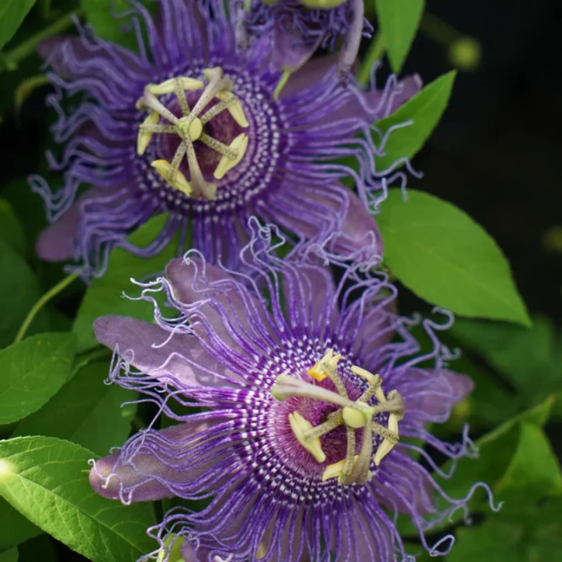 Passiflore 'Incense' - Passiflora | Achat direct au producteur