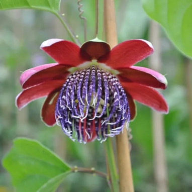 Passiflore 'quadrangularis' - Passiflora | Achat direct au producteur