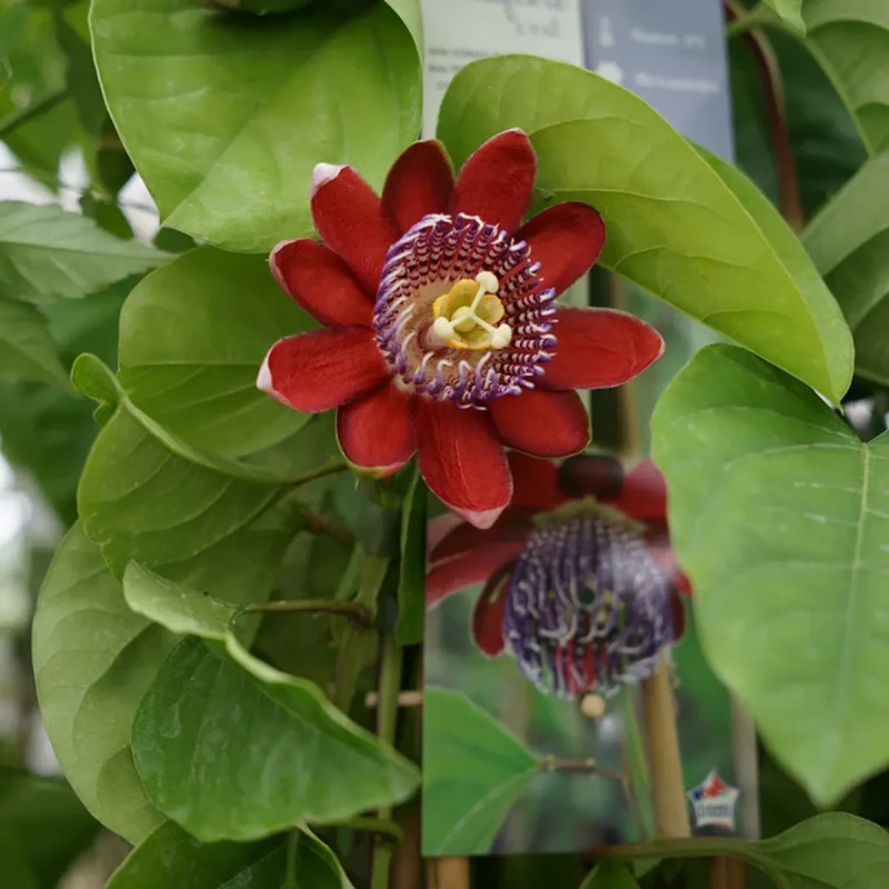 Passiflore 'quadrangularis' - Passiflora | Achat direct au producteur