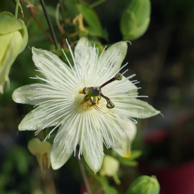 Passiflore 'Snow Queen' - Passiflora | Achat direct au producteur
