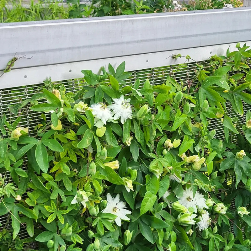 Passiflore 'Snow Queen' - Passiflora | Achat direct au producteur
