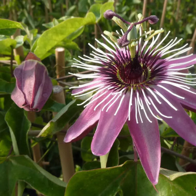 Passiflore 'Victoria' - Passiflora | Achat direct au producteur