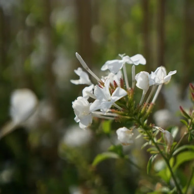 Dentelaire du Cap blanc - Plumbago | Achat direct au producteur
