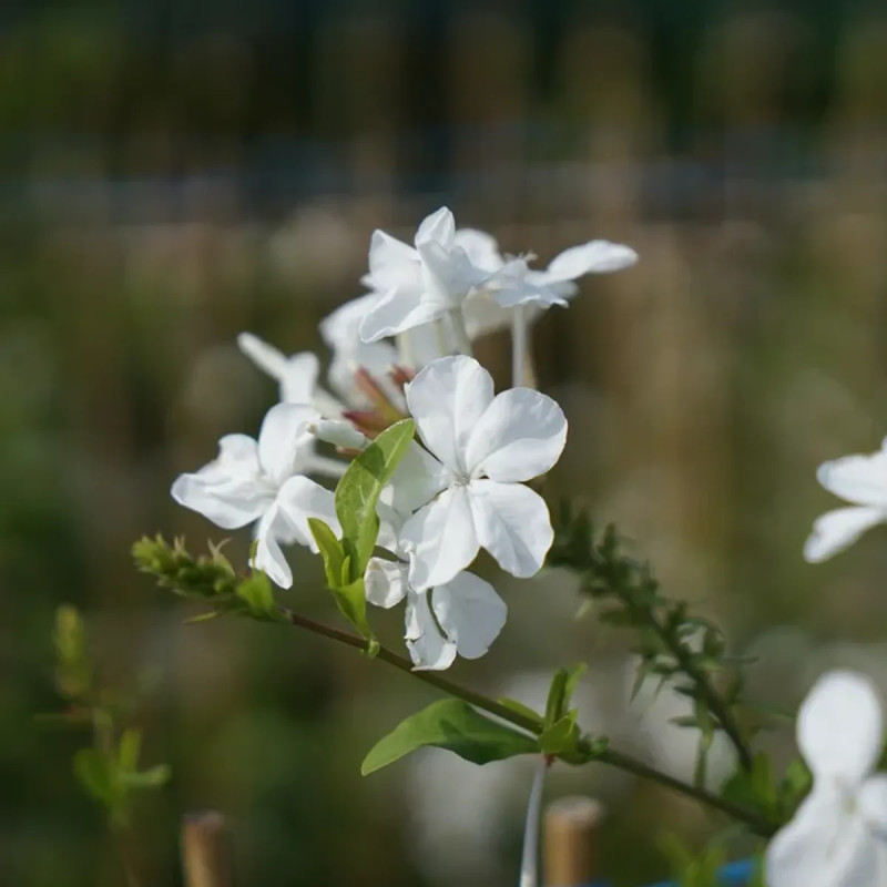 Dentelaire du Cap blanc - Plumbago | Achat direct au producteur