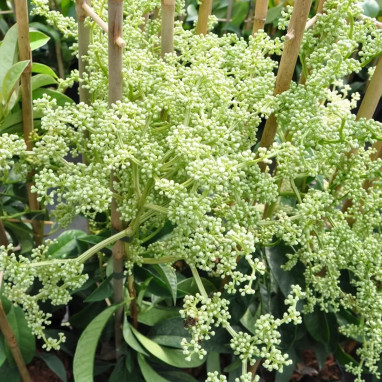 Pileostegia viburnoides - Hortensia grimpant | Achat producteur