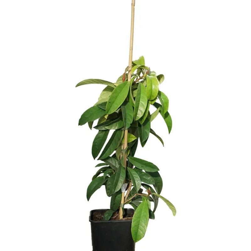 Pileostegia viburnoides - Hortensia grimpant | Achat producteur