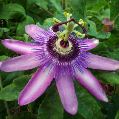 Passiflore 'Violacea' - Passiflora | Achat direct au producteur
