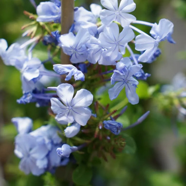 Dentelaire du Cap - Plumbago | Achat direct au producteur
