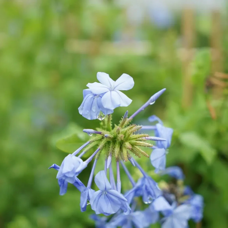 Dentelaire du Cap - Plumbago | Achat direct au producteur