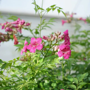 Bignone rose - Podranea ricasoliana | Achat direct au producteur
