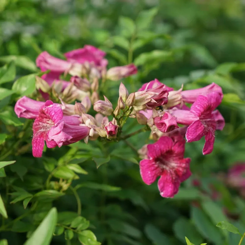 Bignone rose - Podranea ricasoliana | Achat direct au producteur