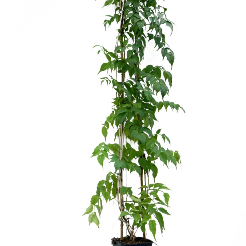 Bignone rose - Podranea ricasoliana | Achat direct au producteur