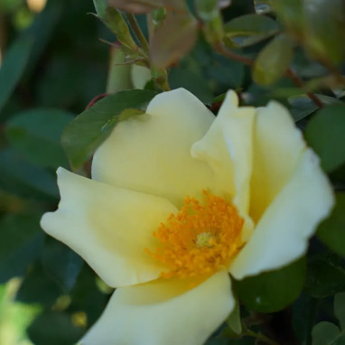 Rosier grimpant 'Mermaid' - Rosa | Achat direct au producteur