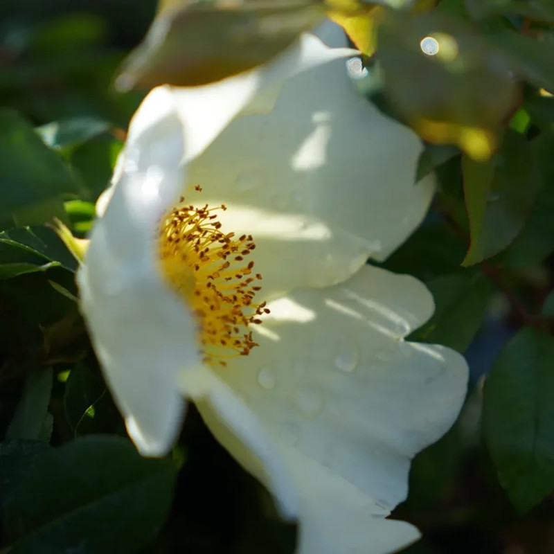 Rosier grimpant 'Mermaid' - Rosa | Achat direct au producteur
