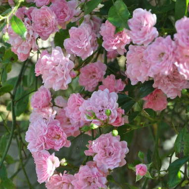 Rosier de Banks 'Rosea' - Rosa | Achat direct au producteur