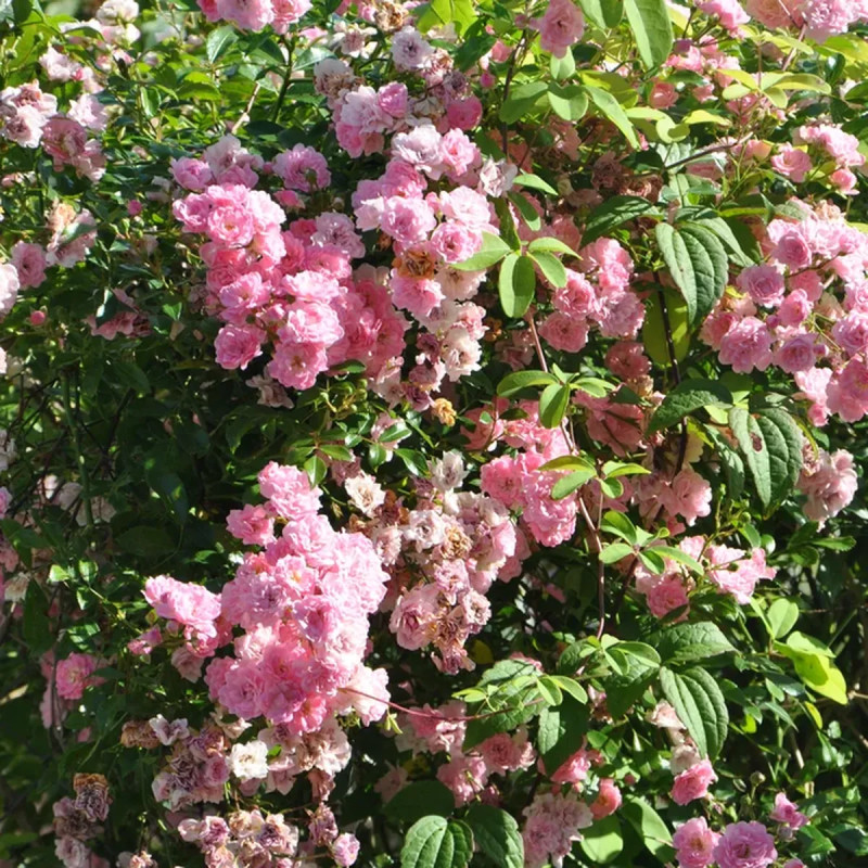 Rosier de Banks 'Rosea' - Rosa | Achat direct au producteur