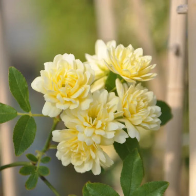 Rosier de Banks 'Lutea' - Rosa banksiae | Achat direct au producteur
