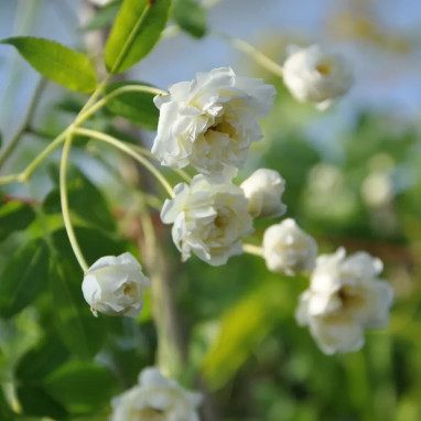 Rosier de Banks 'Alba Plena' - Rosa | Achat direct au producteur